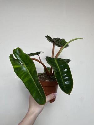 Philodendron Billietiae ROŚLINA KOLEKCJONERSKA