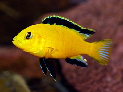 Labidochromis caeruleus yellow - Pyszczak żółty