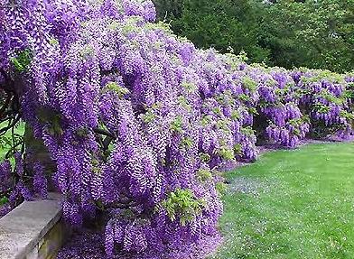 GLICYNIA CHIŃSKA (WISTERIA SINENSIS) 1 NASIONO