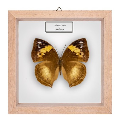 Motyl w gablotce Kalimoides rumia - samica