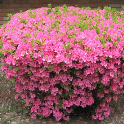 RÓŻOWA AZALIA JAPOŃSKA BLANICE, MINIATURA DORASTA DO 40 CM WYSOKOŚCI