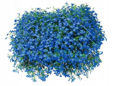 Lobelia zwisająca niebieska
