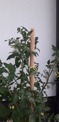 Podpórka palik drzewek roślin pomidorów 150 cm 22