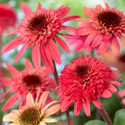 Jeżówka Raspberry Truffle Echinacea MALINOWA