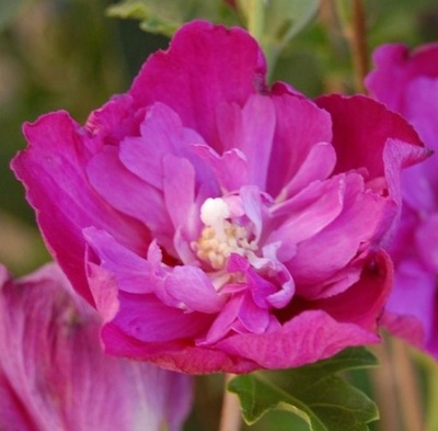 Ketmia syryjska hibiskus 'PURPLE RUFFLES' (hibiscus syriacus)