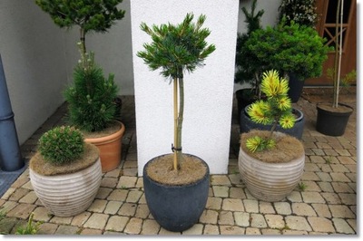 Pinus parviflora 'Linda' - Rarytas - Duża !!!