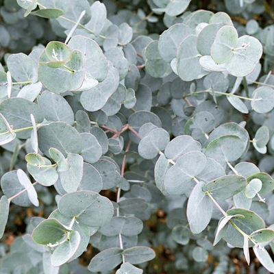 Eukaliptus niebieski, Eucalyptus gunnii