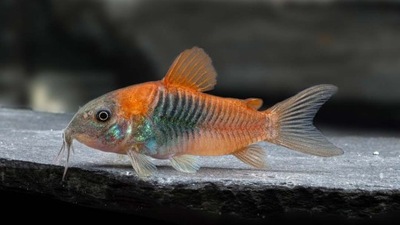 Kirysek wenezuelski - Corydoras venezuelanus