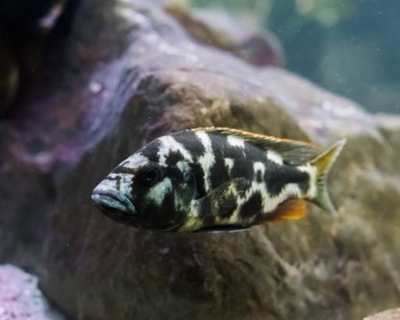 Pyszczak Livingstona - Nimbochromis livingstonii