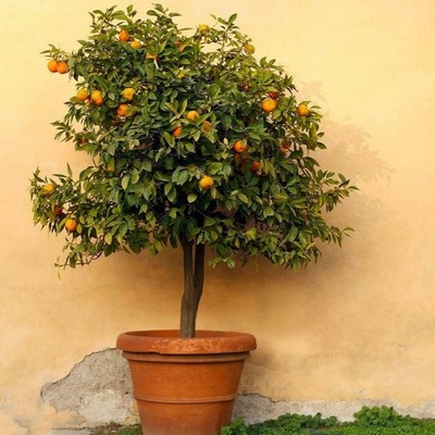 Pomarańcza trójlistna, Poncirus trifoliata