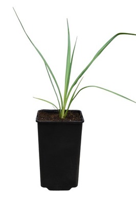 Yucca Rigida Juka mrozoodporna sadzonka 20-30cm