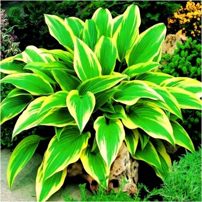 HOSTA FUNKIA AUREOMARGINATA sadzonki 1 szt. + GRATIS