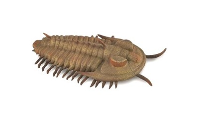 REDLICHIA REX TRILOBITE, COLLECTA