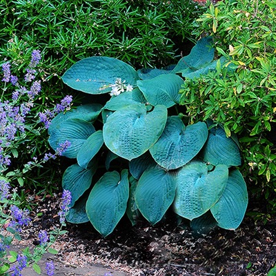 FUNKIA HOSTA WEDGWOOD niebieska