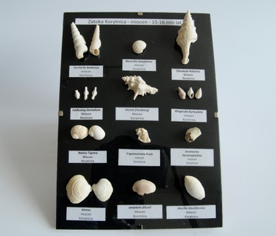 miocen Korytnica zestaw murex clavatula turitella