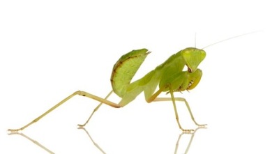 Sphodromantis viridis modliszka GWINEJSKA L1-2