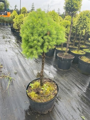 Świerk biały conica zielony formowany na pniu