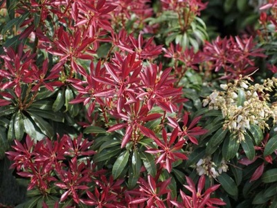 Pieris Red Mill zimozielony C2