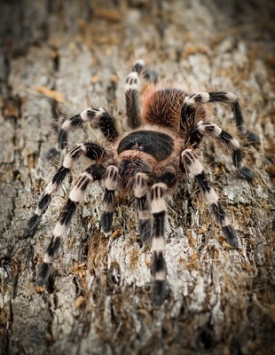 Acanthoscurria geniculata 2 cm (SpidersFactory)