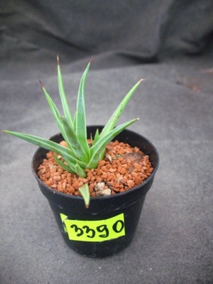 Agave stricta nana 3390 don 5,5cm PB0419P