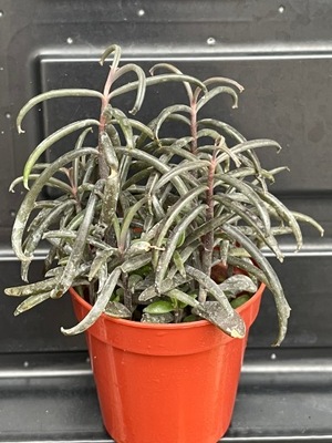 Kalanchoe beauverdii 349