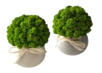 Chrobotek w doniczce dekoracja DOM PREZENT