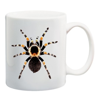 KUBEK pająk pająki ptasznik tarantula czarna wdowa