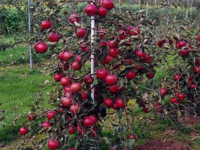 Jabłoń Karłowa "malus domestica" LOBO