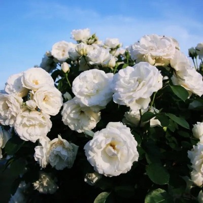 Róża okrywowa Biała