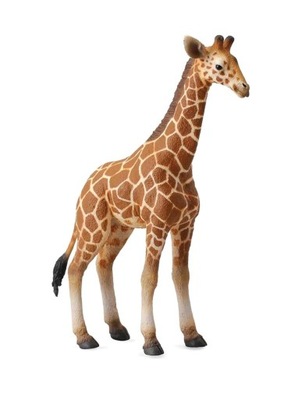 ŻYRAFA SIATKOWANA CIELĘ