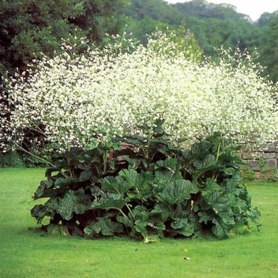 CRAMBE cordifolia - 10 nasion