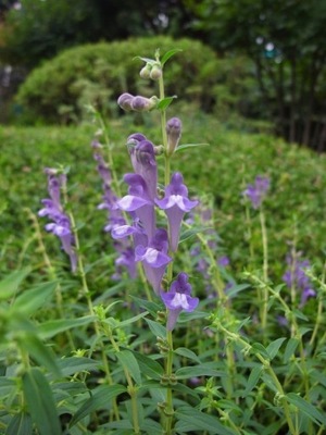 TARCZYCA BAJKALSKA-SCUTELLARIA BAICALENSIS