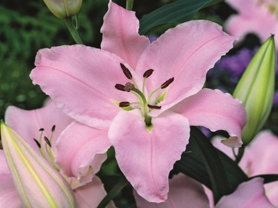 LILIA (LILIUM) 'GRACIA' | CEBULKI LILII 1 SZT.