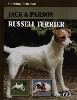 Jack Parson Russell terrier