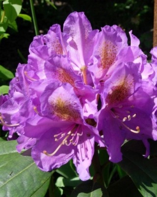 Różanecznik Rhododendron 'Blutopia' 30-50 cm 5L