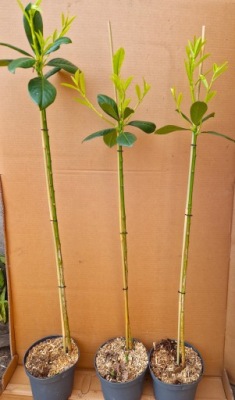 Laurowiśnia NOVITA NA PNIU NÓŻCE