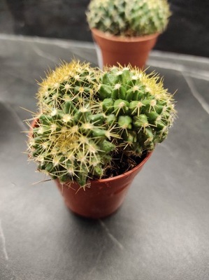 FOTEL TEŚCIOWEJ - kaktus - cactaceae - Echinocactus grusonii