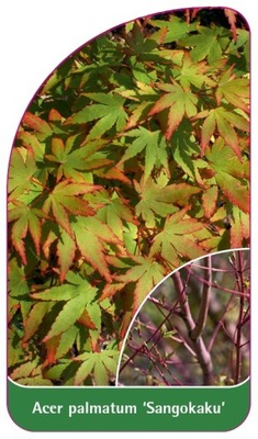 Acer palmatum 'Sangokaku' etykiety szkółkarskie