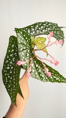 Begonia foliage maculata
