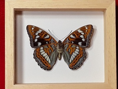 Motyl w ramce 12 x 10 cm . Limenitis populi 73 mm