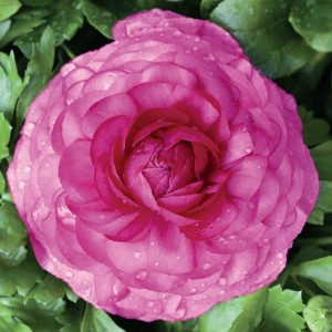 Ranunculus jaskier różowy 5 szt