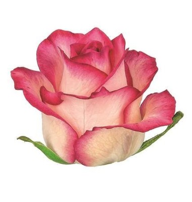 Róża cięta 50cm 20szt JUMILIA różowo biała
