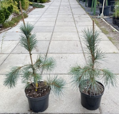 Sosna biała Pinus strobiformis