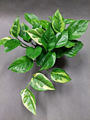 Epipremnum GLOBAL GREEN