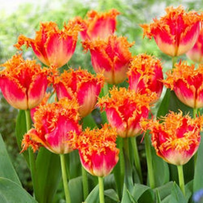 TULIPAN FRINGED 5 SZT CEBUL .