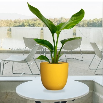 STRELICJA KRÓLEWSKA (STRELICIA REGINAE)