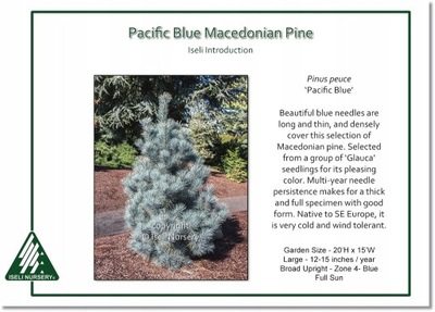 Pinus peuce 'Pacific Blue' - Unikat !!!