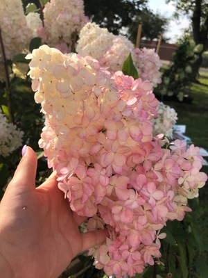Hortensja bukietowa vanilia fraise różowa XL