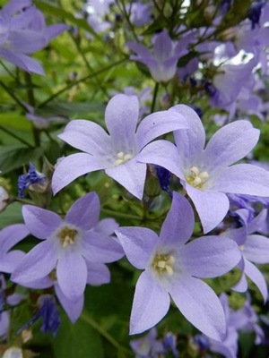 Dzwonek rapunkuł, Campanula rapunculus