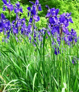 Kosaciec syberyjski Iris sibirica